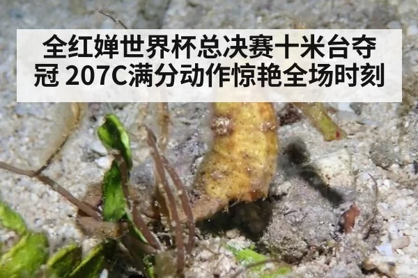 全红婵世界杯总决赛十米台夺冠 207C满分动作惊艳全场时刻